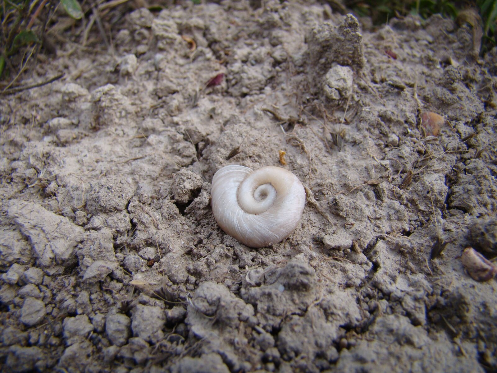 Sony Cyber-shot DSC-H50 sample photo. Earth, snail, animals photography