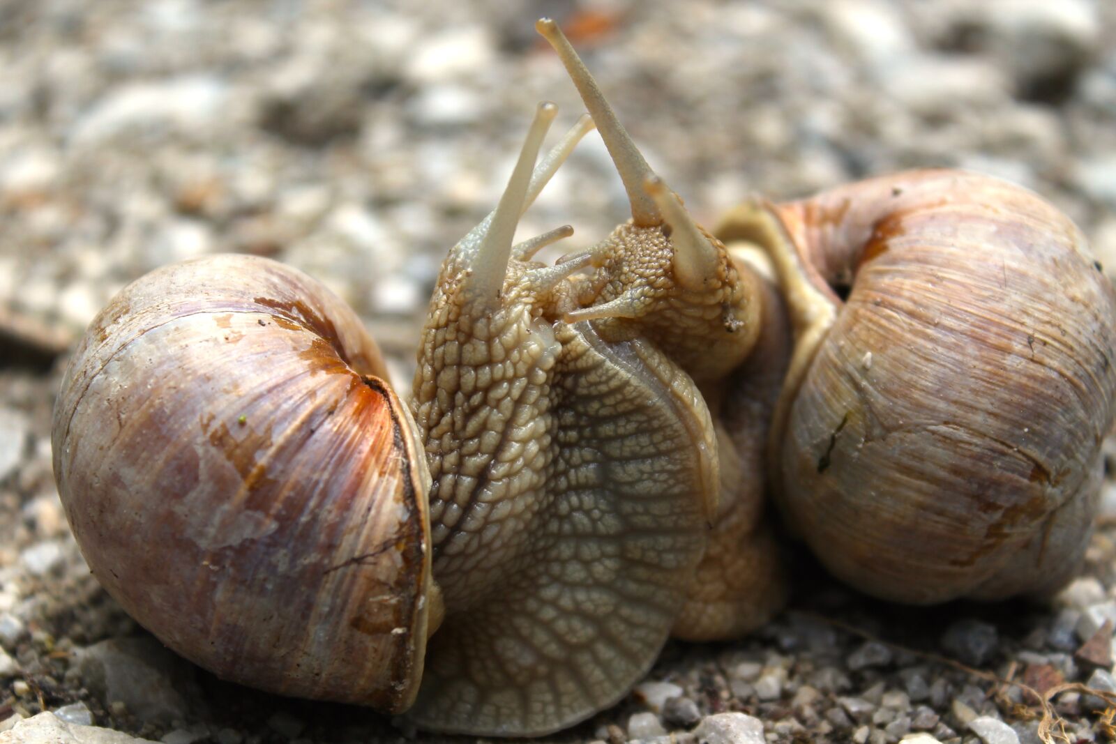 Canon EOS 1100D (EOS Rebel T3 / EOS Kiss X50) + Canon EF-S 18-55mm F3.5-5.6 IS II sample photo. Snails, couple, mollusks photography