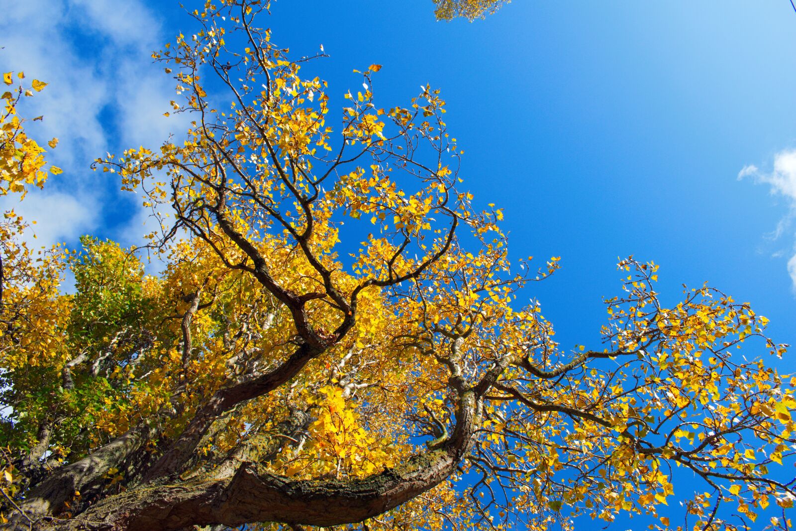 Nikon D3300 sample photo. Beautiful day, forest, sky photography
