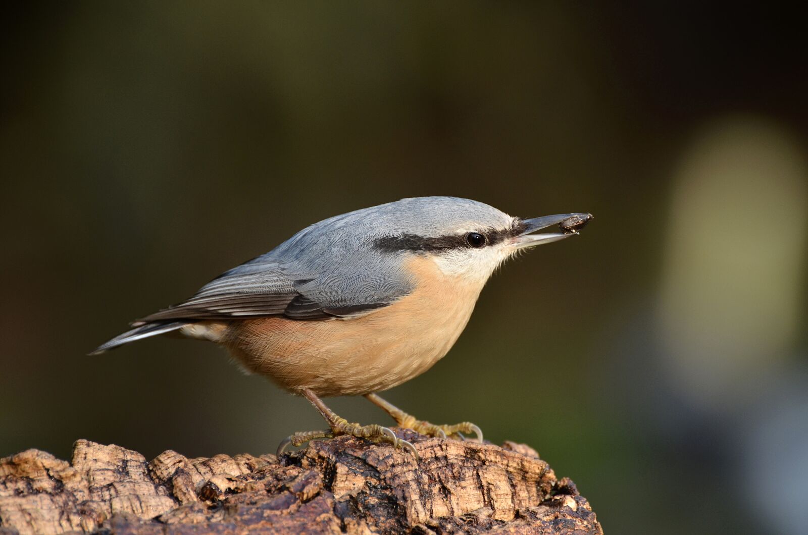 Nikon D5100 sample photo. Animal world, bird, nature photography