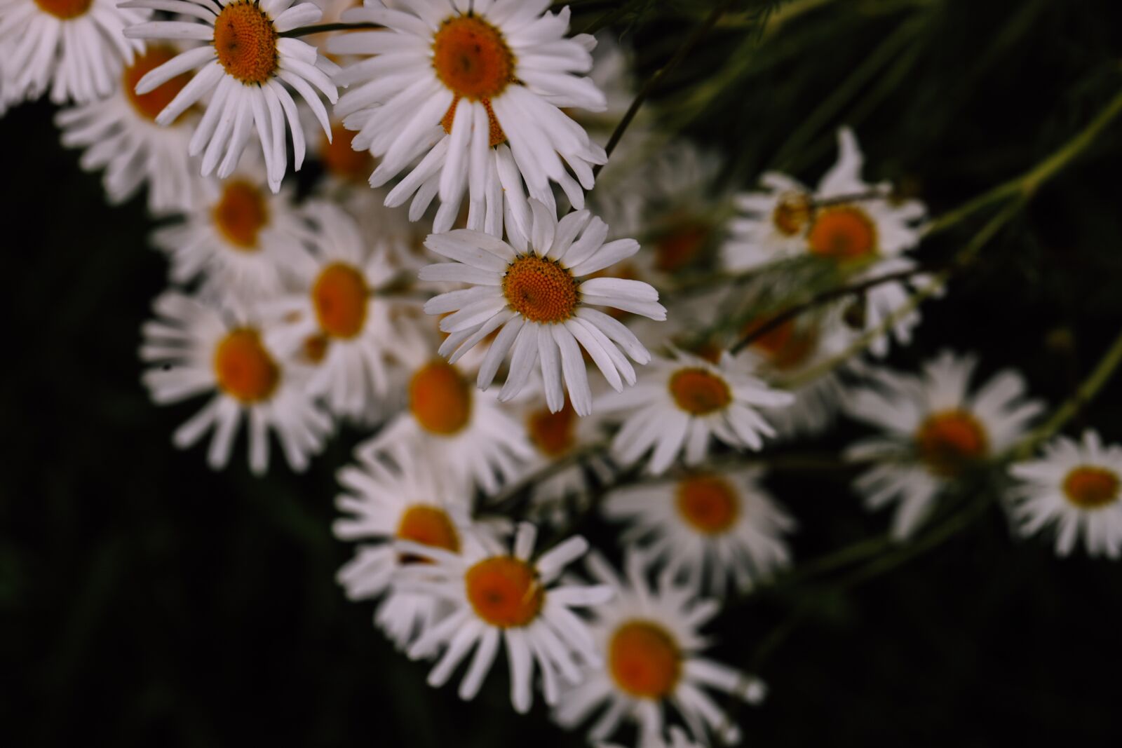 Canon EOS R sample photo. Daisy, flower, nature photography