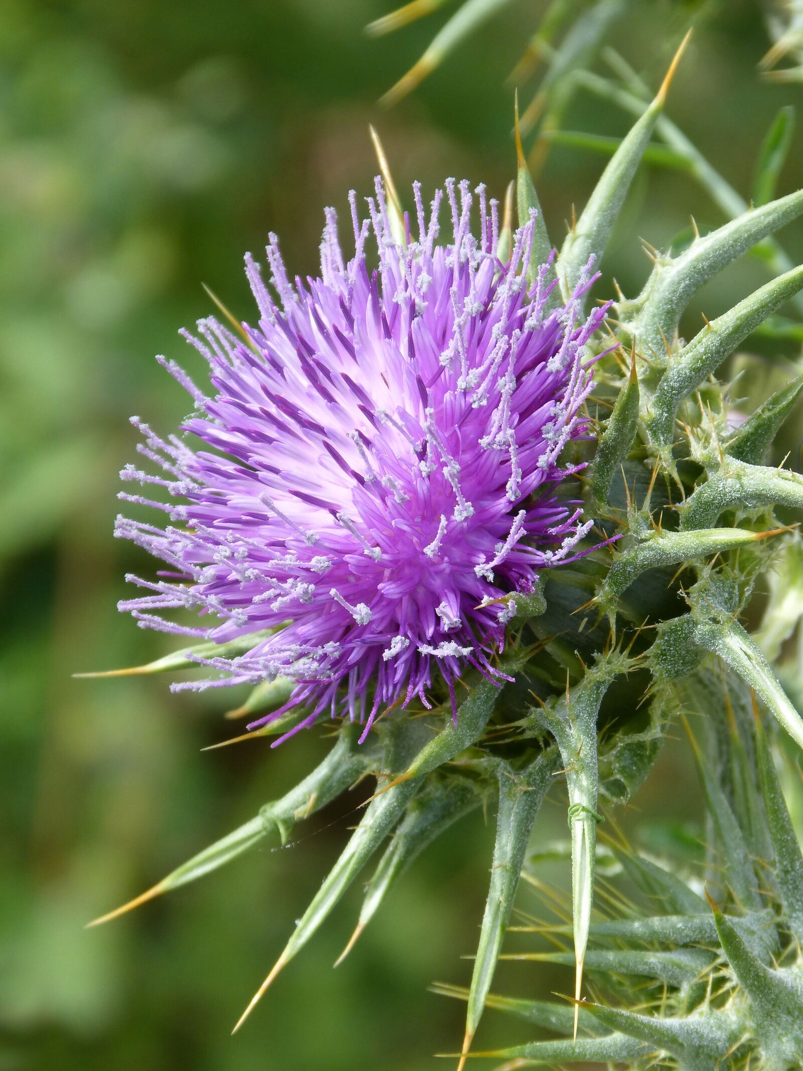 Panasonic DMC-FZ62 sample photo. Thistle, skewers, beauty photography
