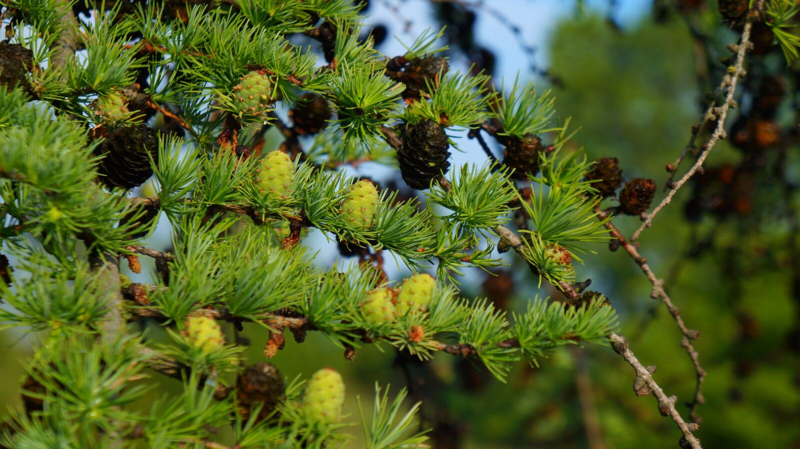 Sony Alpha a3000 sample photo. Nature, plants, green photography