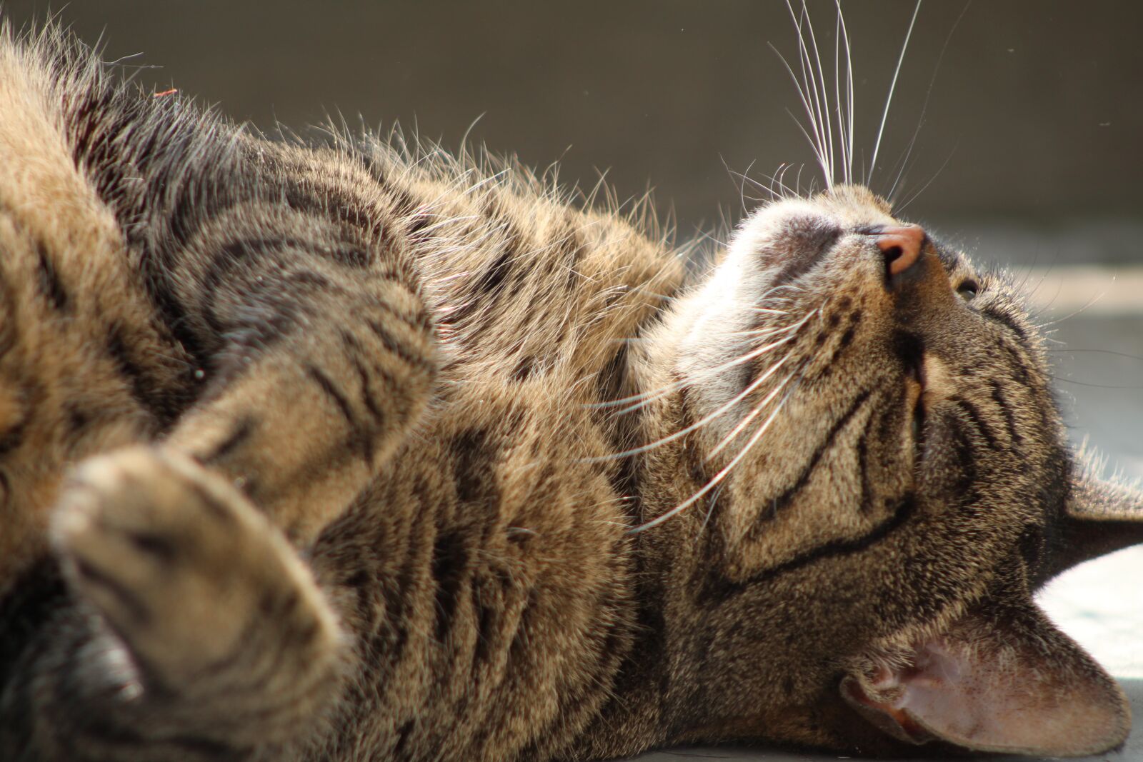 Canon EF75-300mm f/4-5.6 sample photo. Cat, care, cats photography