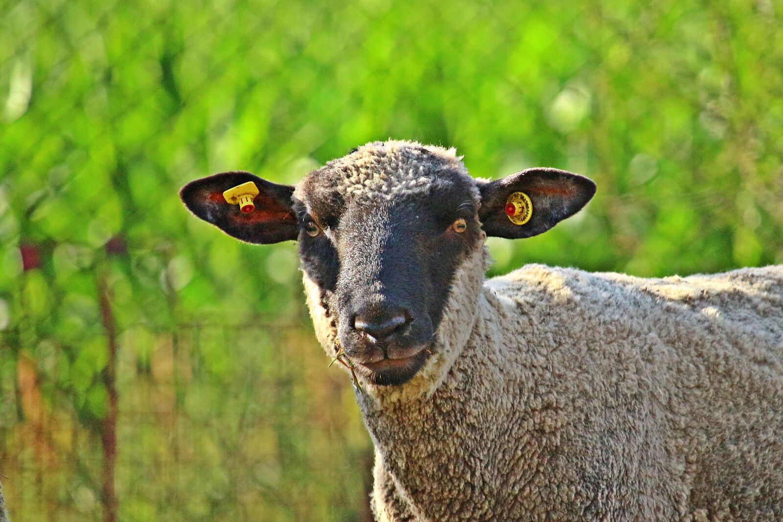 Canon EOS 100D (EOS Rebel SL1 / EOS Kiss X7) sample photo. Sheep, merino, animal photography