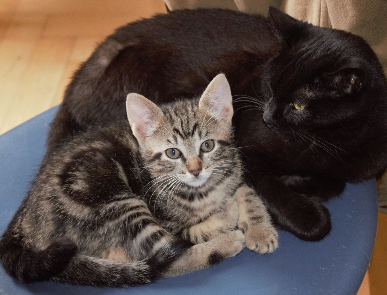 Nikon D3300 sample photo. Cat, mackerel, domestic cat photography