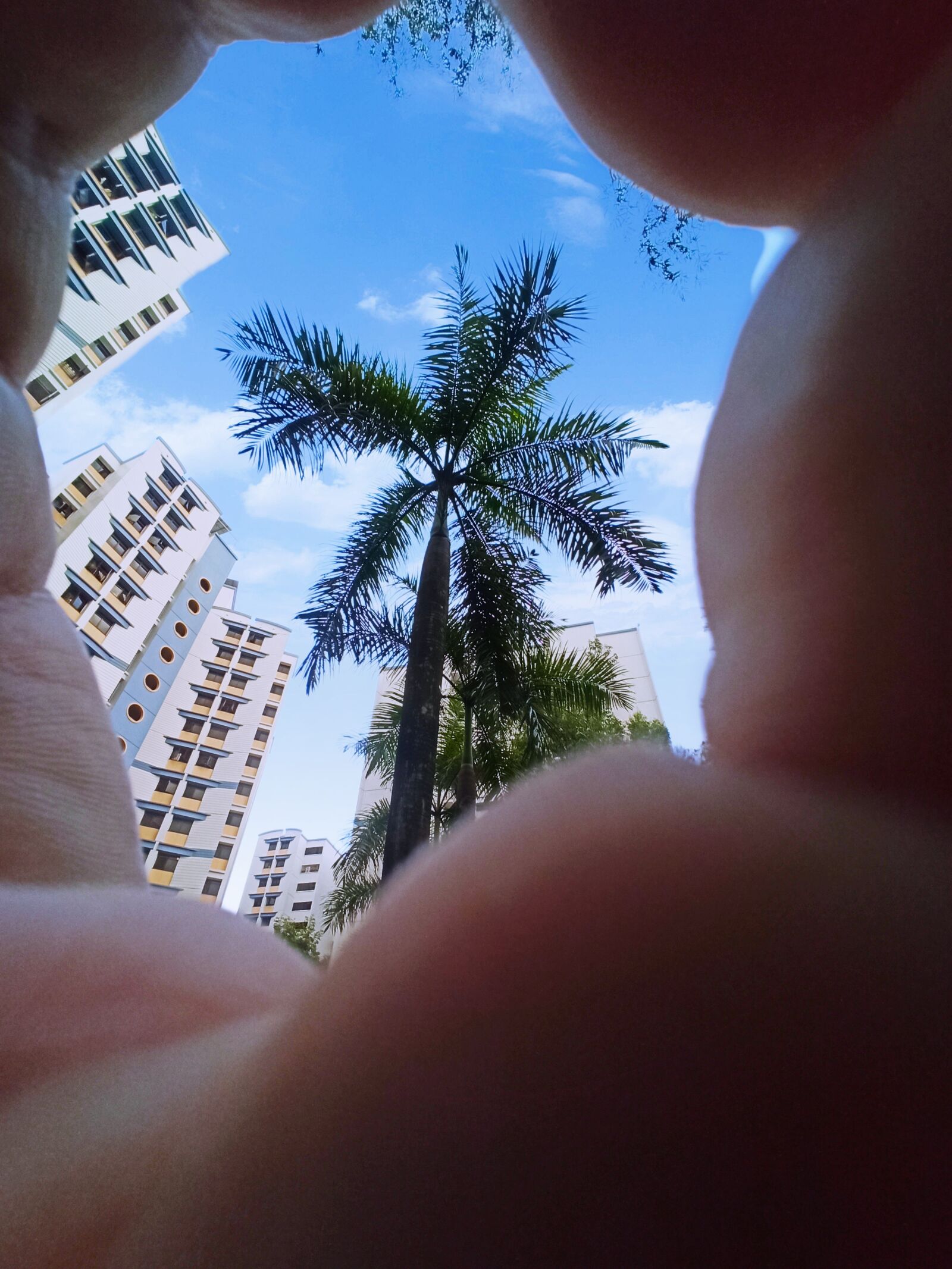Xiaomi Redmi Note 8 Pro sample photo. Sky, hand, tree photography