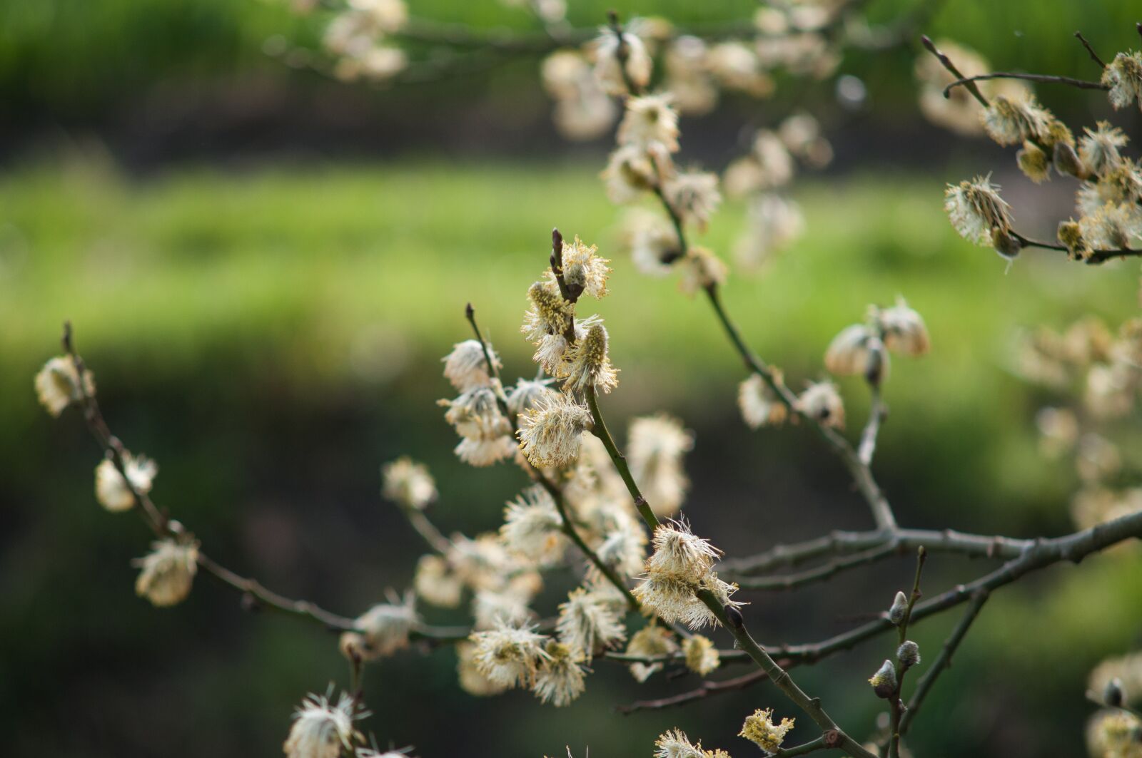 Nikon D300 sample photo. Spring, green, nature photography