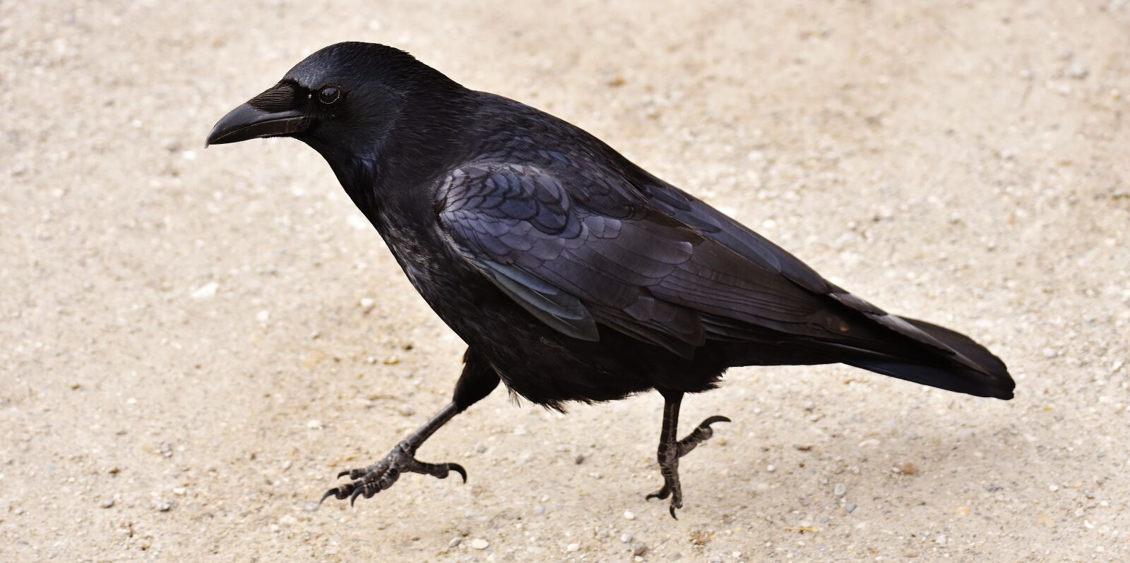 Nikon D7200 sample photo. Raven, crow, hop photography
