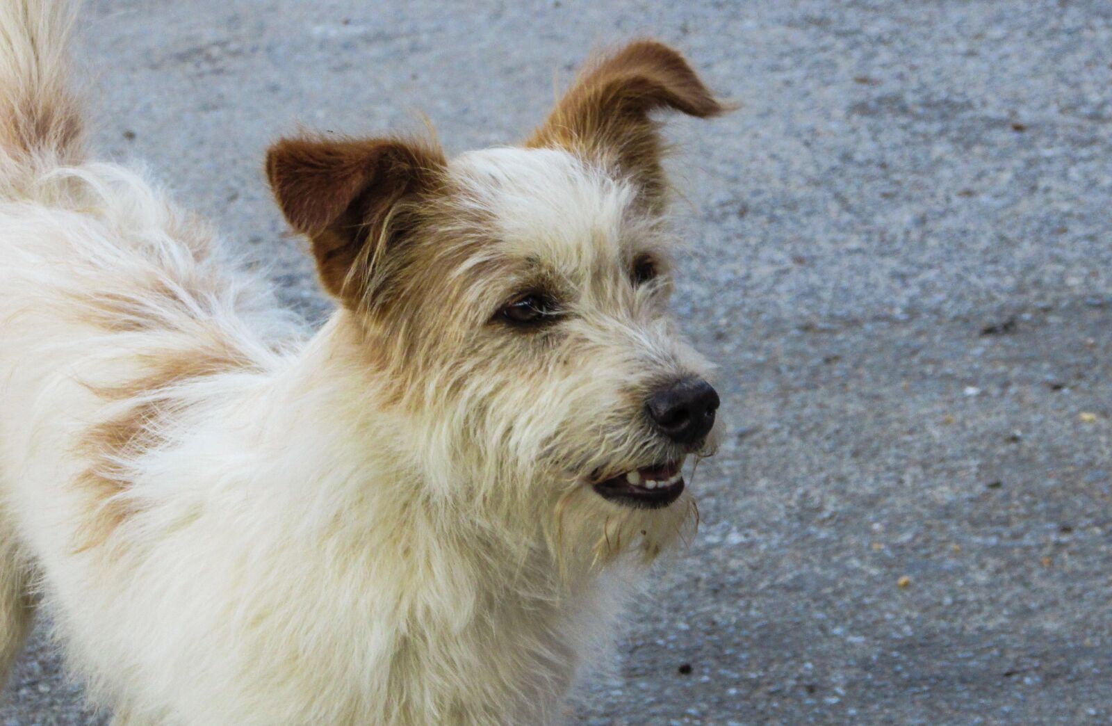 Canon PowerShot SX400 IS sample photo. Dog, cute, adorable photography