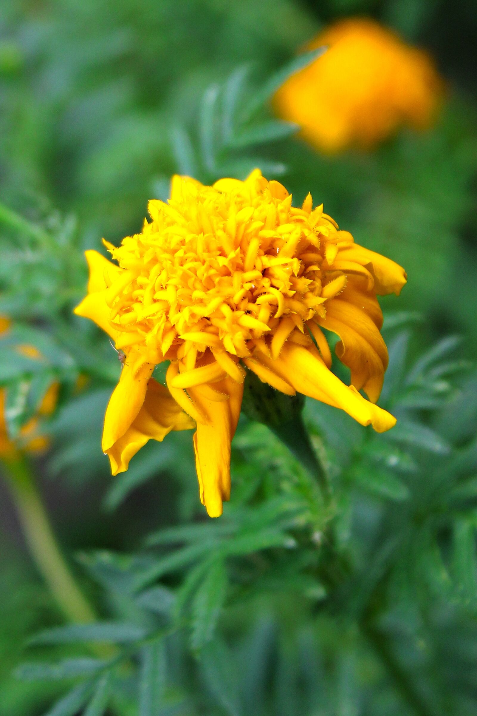 Canon EOS 550D (EOS Rebel T2i / EOS Kiss X4) sample photo. Yellow, flower, flowers photography
