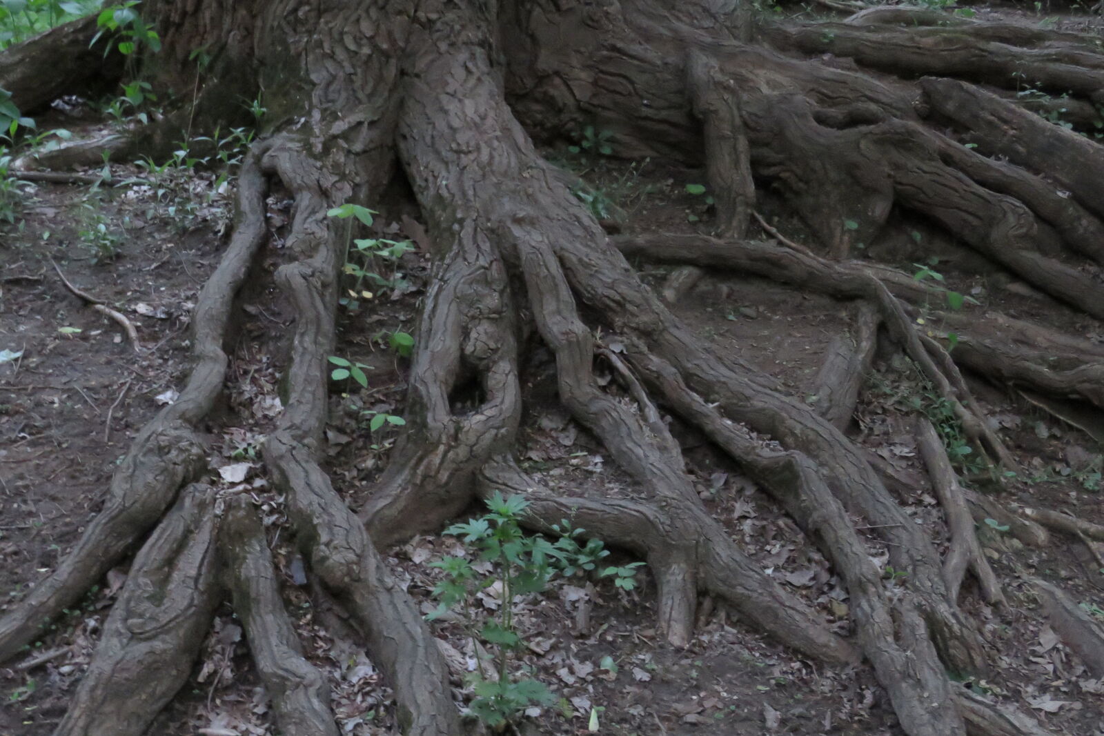 Canon PowerShot SX60 HS sample photo. Roots photography