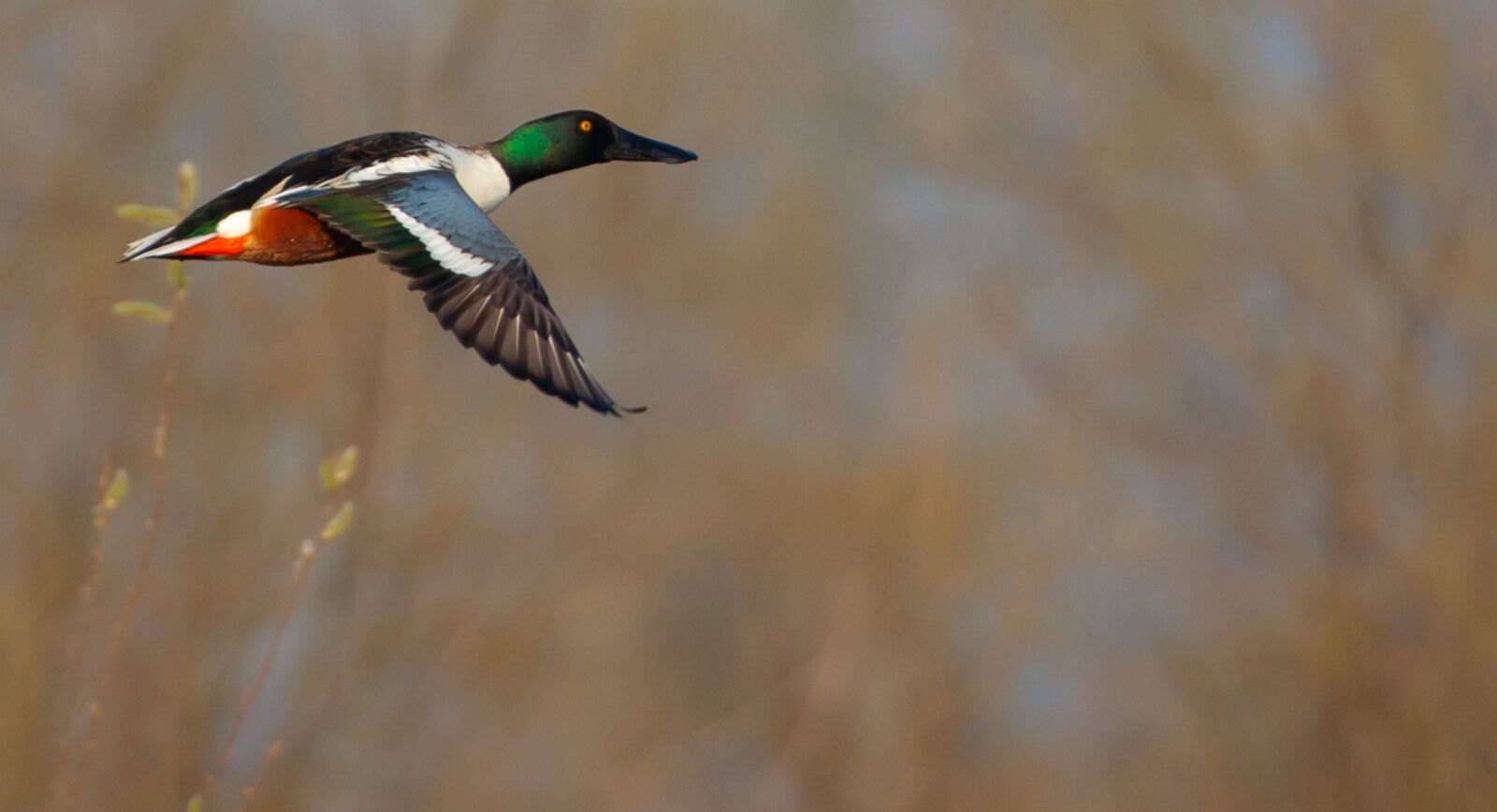 Canon EOS 5D Mark II sample photo. Shoveler duck, duck, water photography