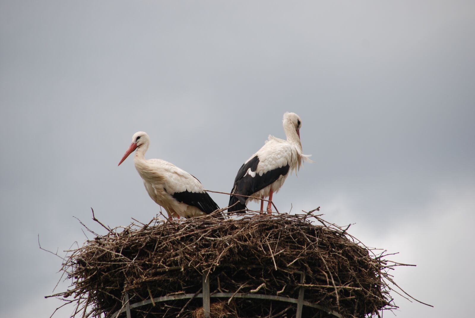 Nikon D80 sample photo. Bird, stork, nest photography