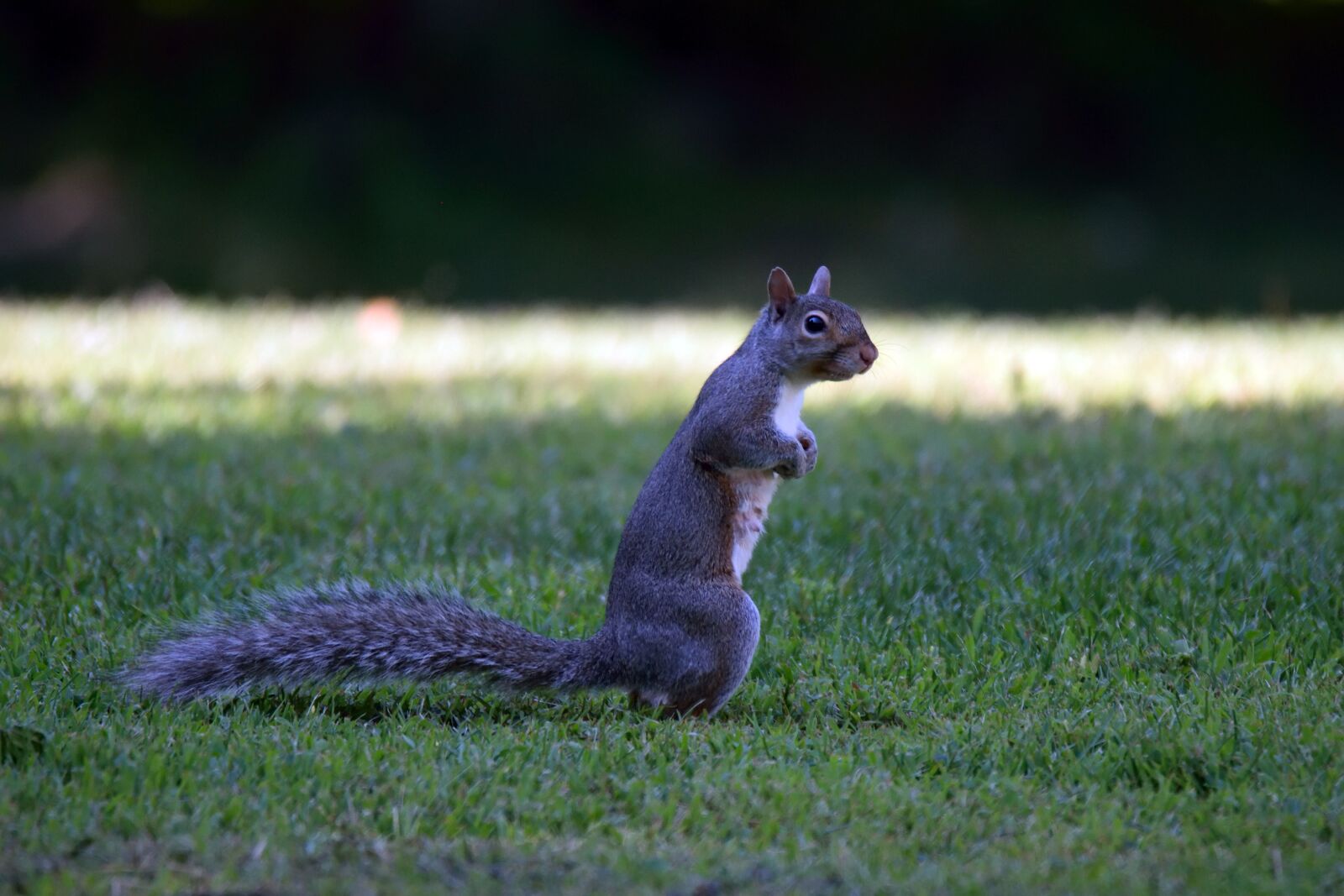 Nikon D5300 sample photo. Animal, squirell, mother photography