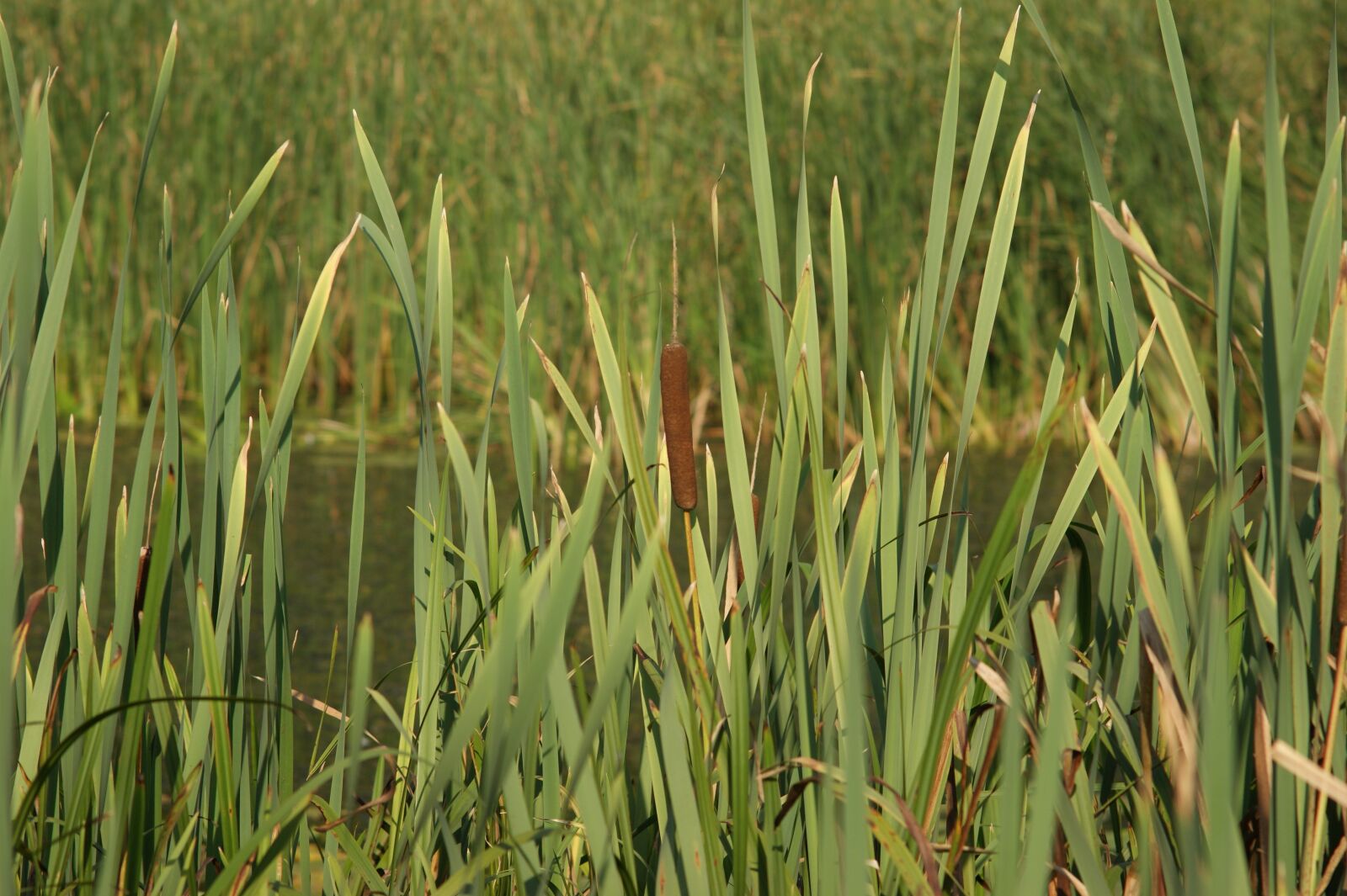 Sony Alpha DSLR-A290 sample photo. Typha, szerokolistna, water polo photography