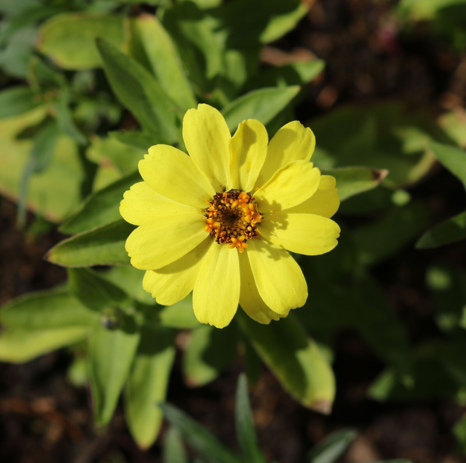 Canon EOS 7D Mark II sample photo. Yellow flower, petals, plant photography