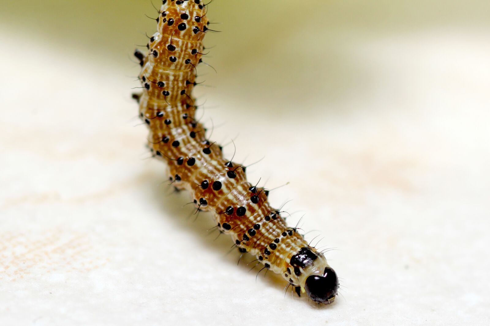 Canon EOS 60D sample photo. Caterpillar, salad, butterfly photography