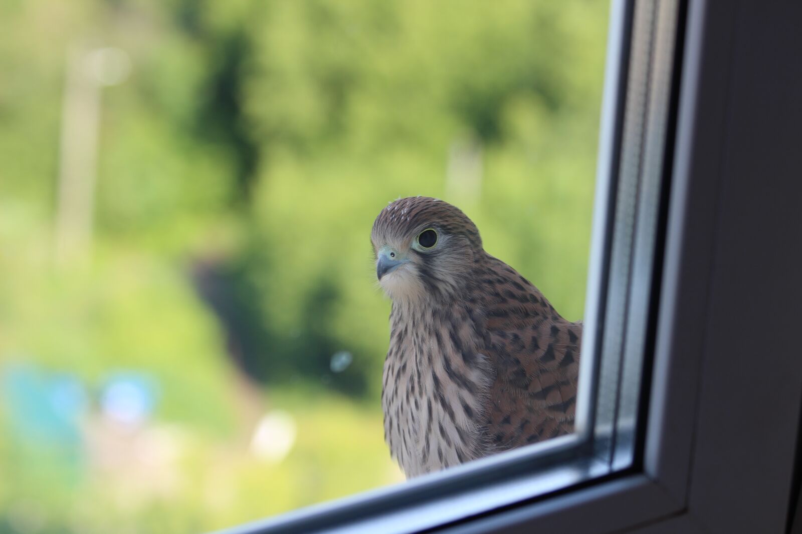 Canon EOS 600D (Rebel EOS T3i / EOS Kiss X5) + Canon EF 70-300mm F4-5.6 IS USM sample photo. Bird, window, feathers photography