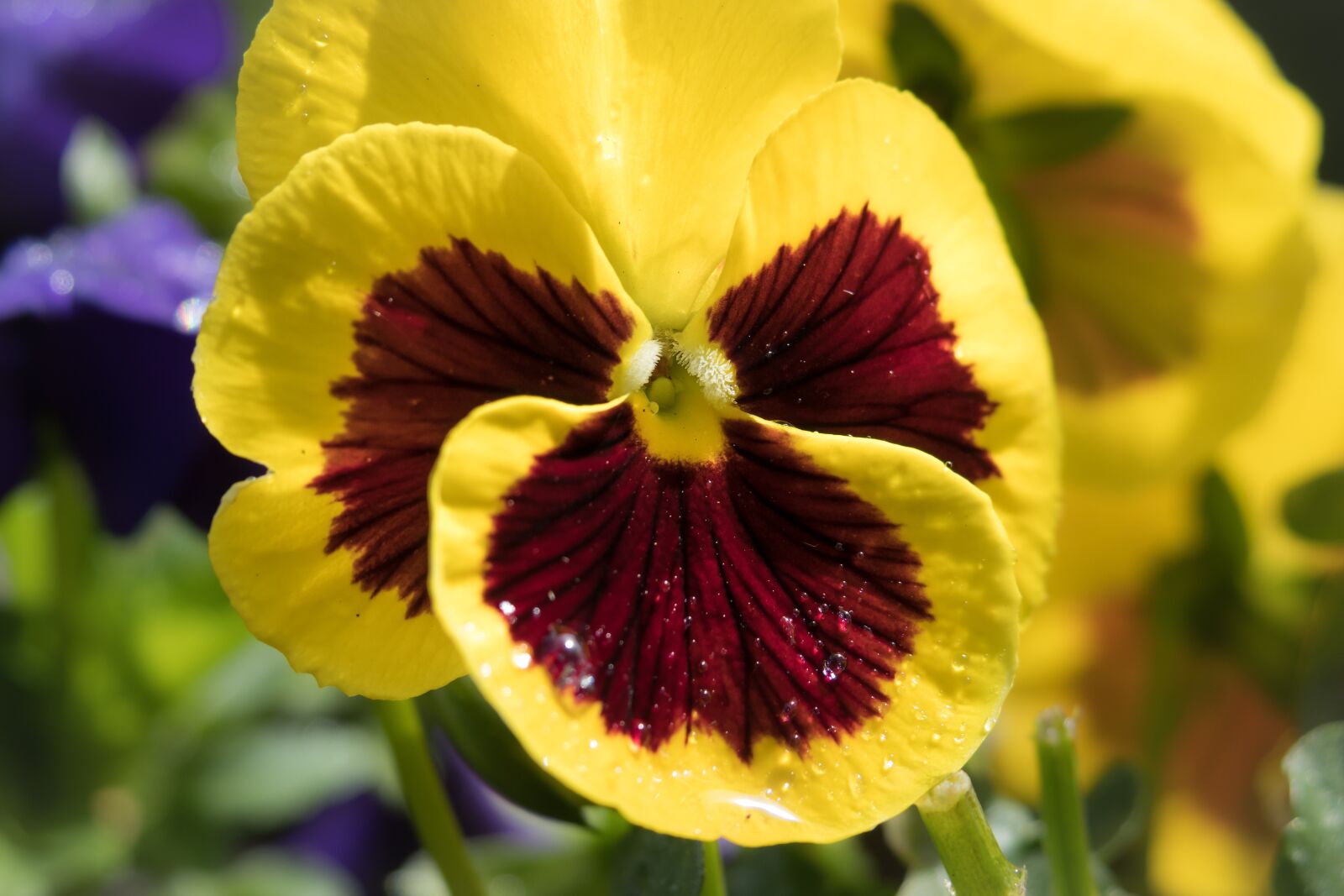 Canon PowerShot G3 X sample photo. Pansy, blossom, bloom photography