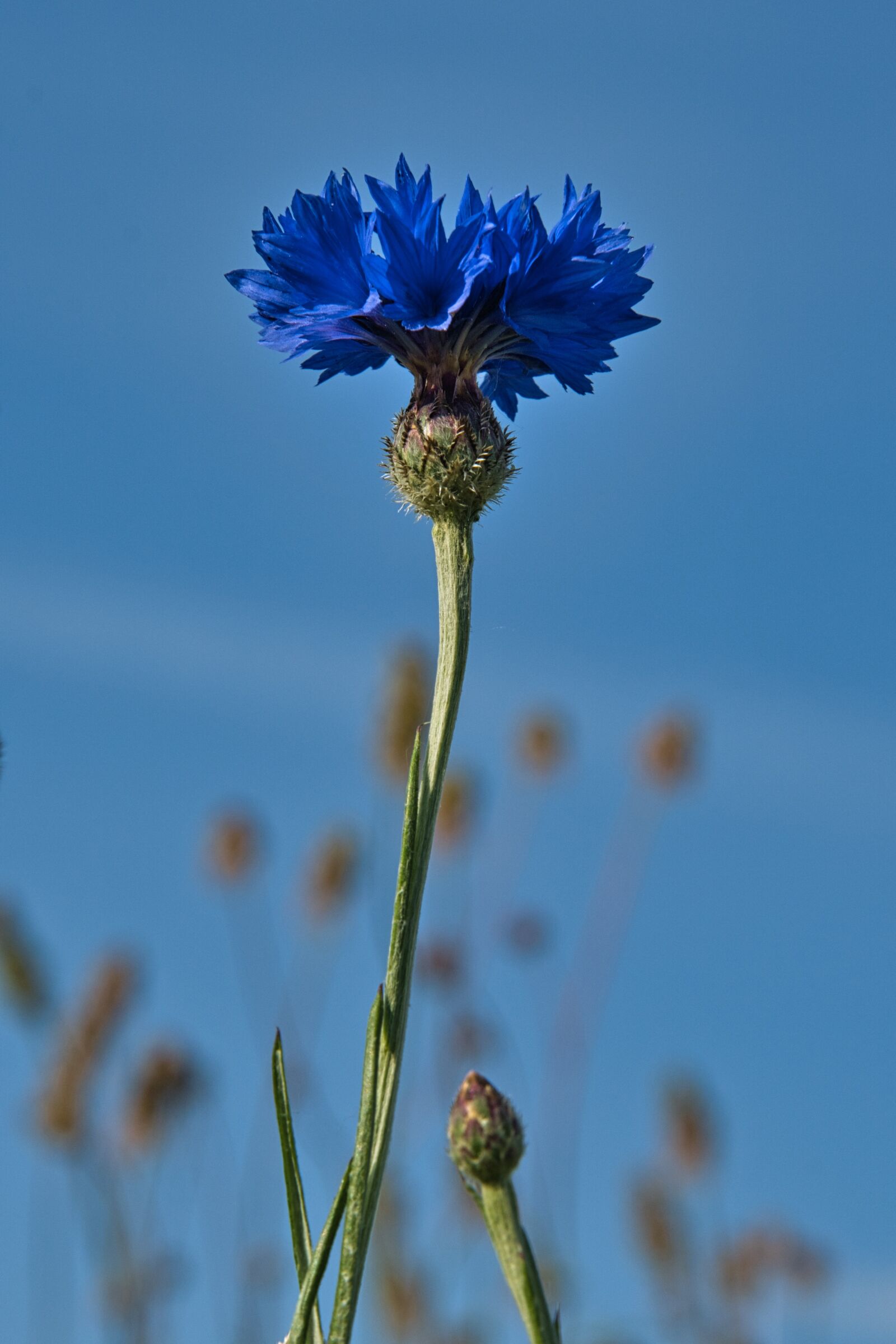 Sony a6400 sample photo. Wild flower, cornflower, flower photography