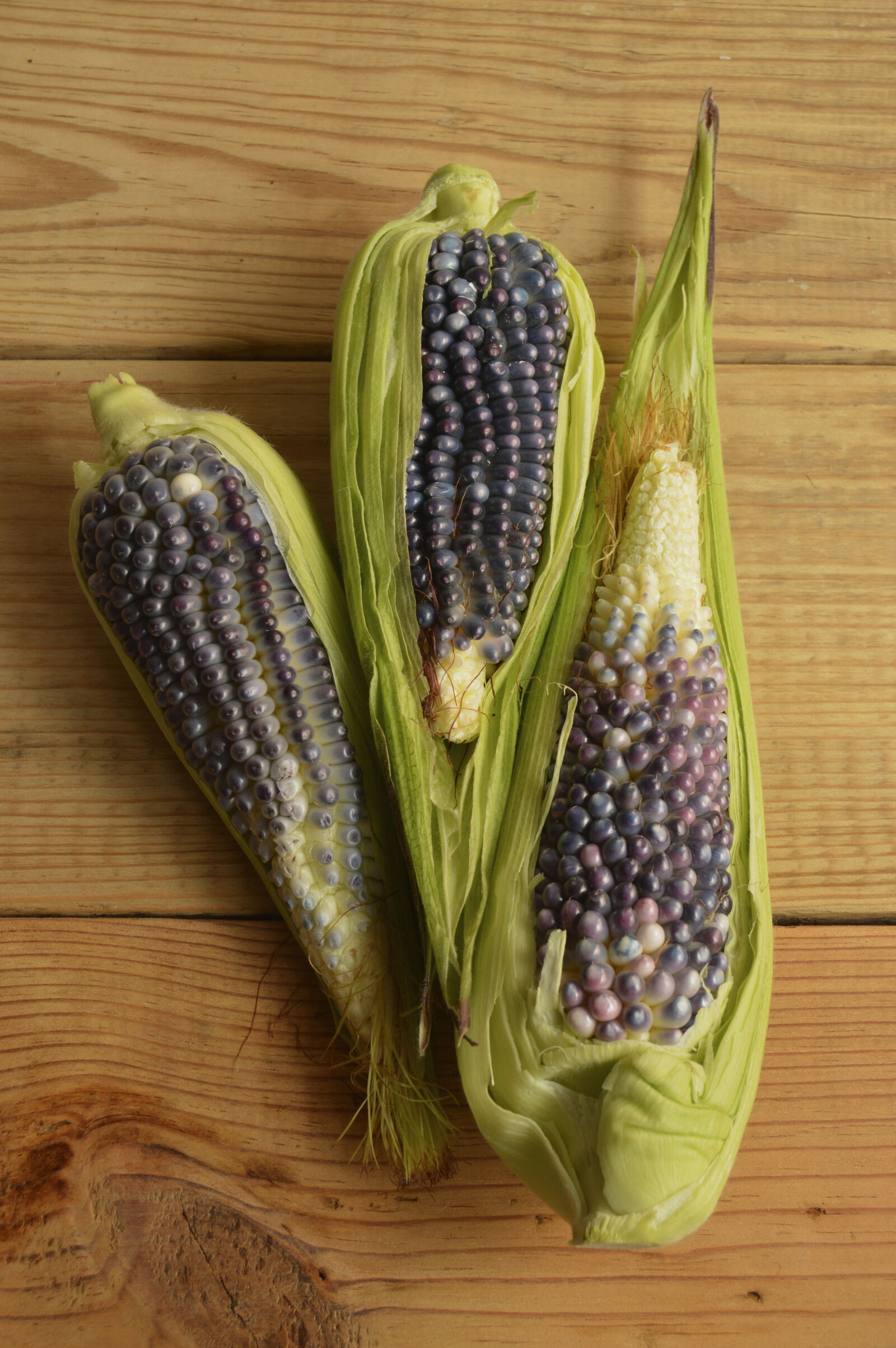 Nikon D3200 sample photo. Agriculture, black, blue, corn photography