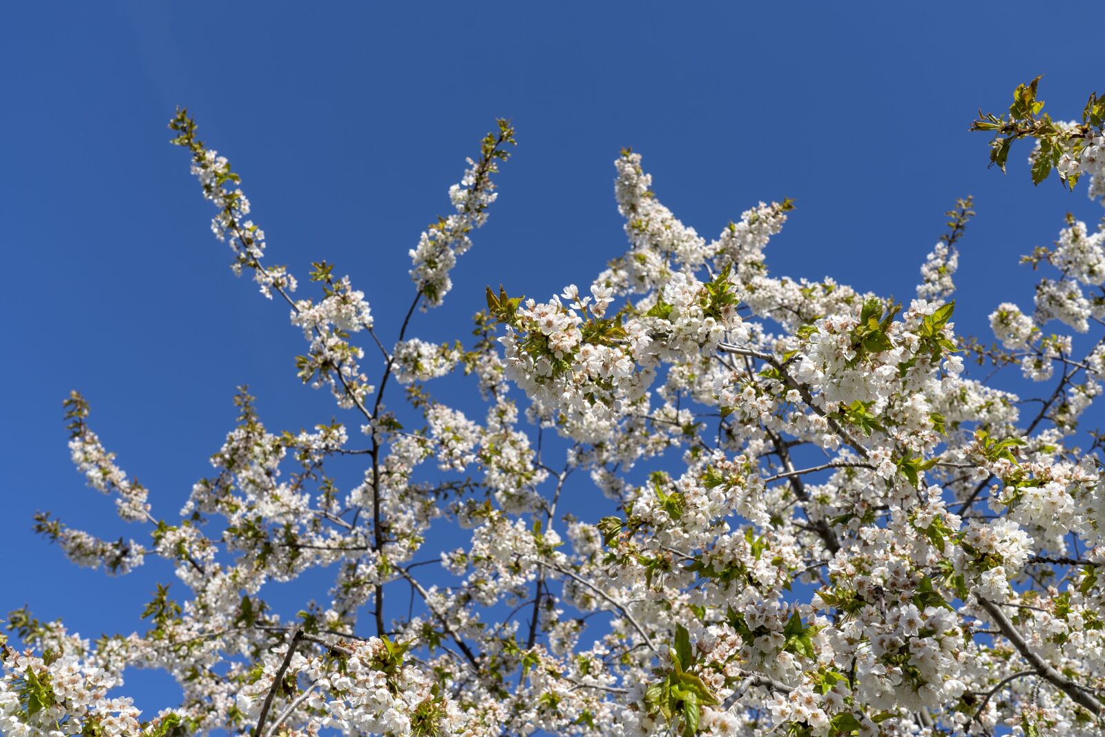 Sony FE 24-105mm F4 G OSS sample photo. Flowers, flowering, spring photography