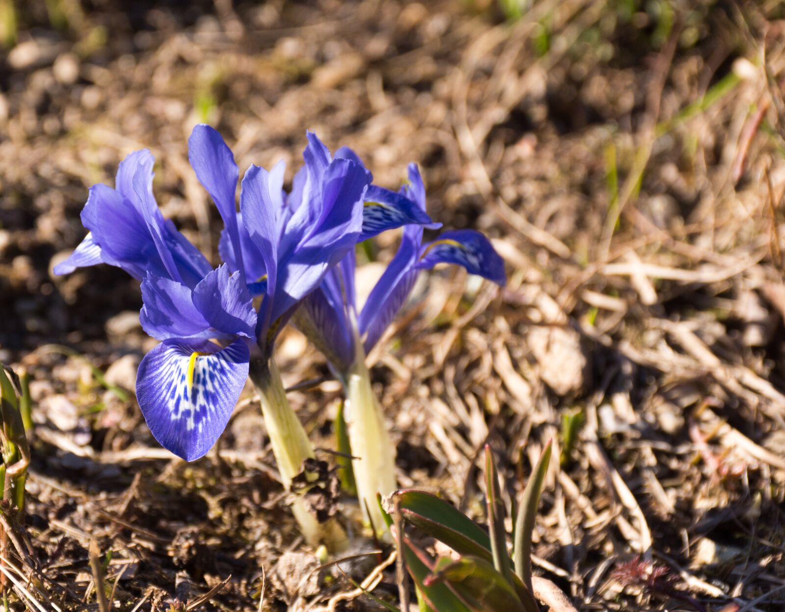 Nikon D7200 sample photo. Flower, blue, close up photography