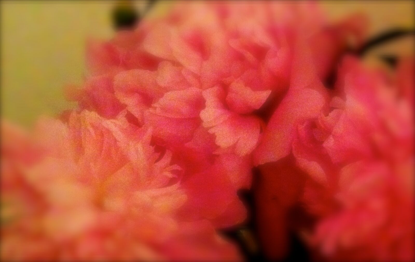Apple iPhone 4S sample photo. Blur, flowers, peonies, pink photography