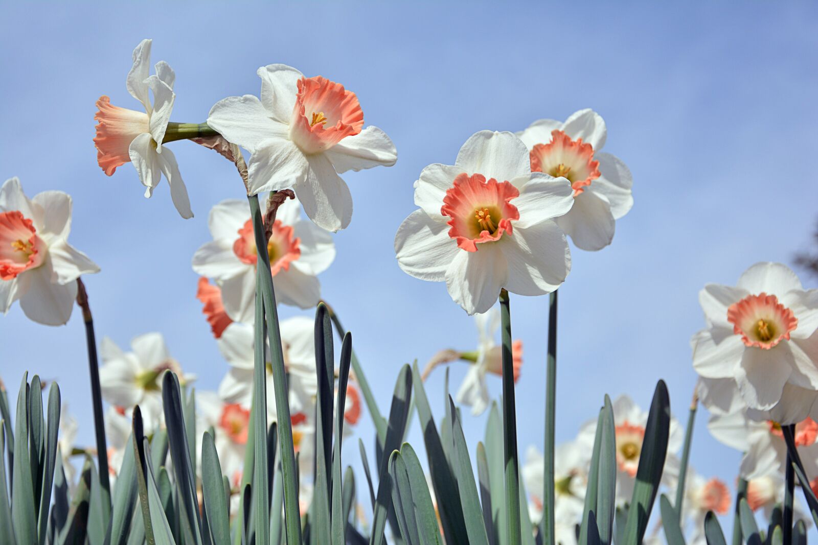 Nikon D7100 sample photo. Nature, plant, flower photography