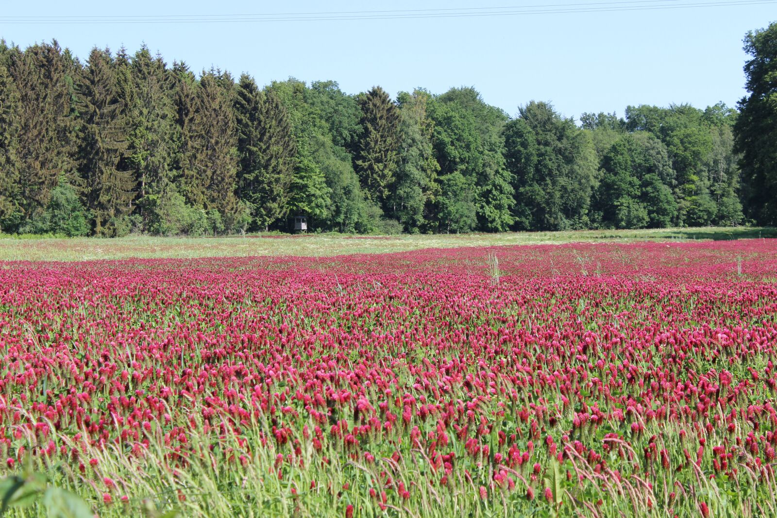 Canon EOS 600D (Rebel EOS T3i / EOS Kiss X5) sample photo. Flower meadow, red, kettenkamp photography