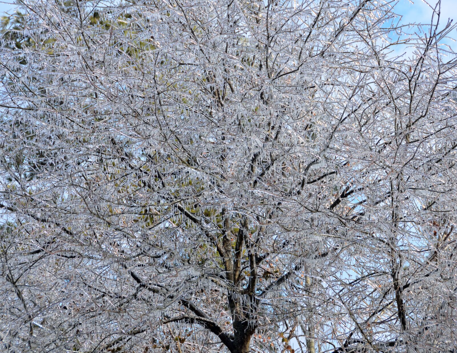 Nikon D7000 sample photo. Ice covered trees, tree photography