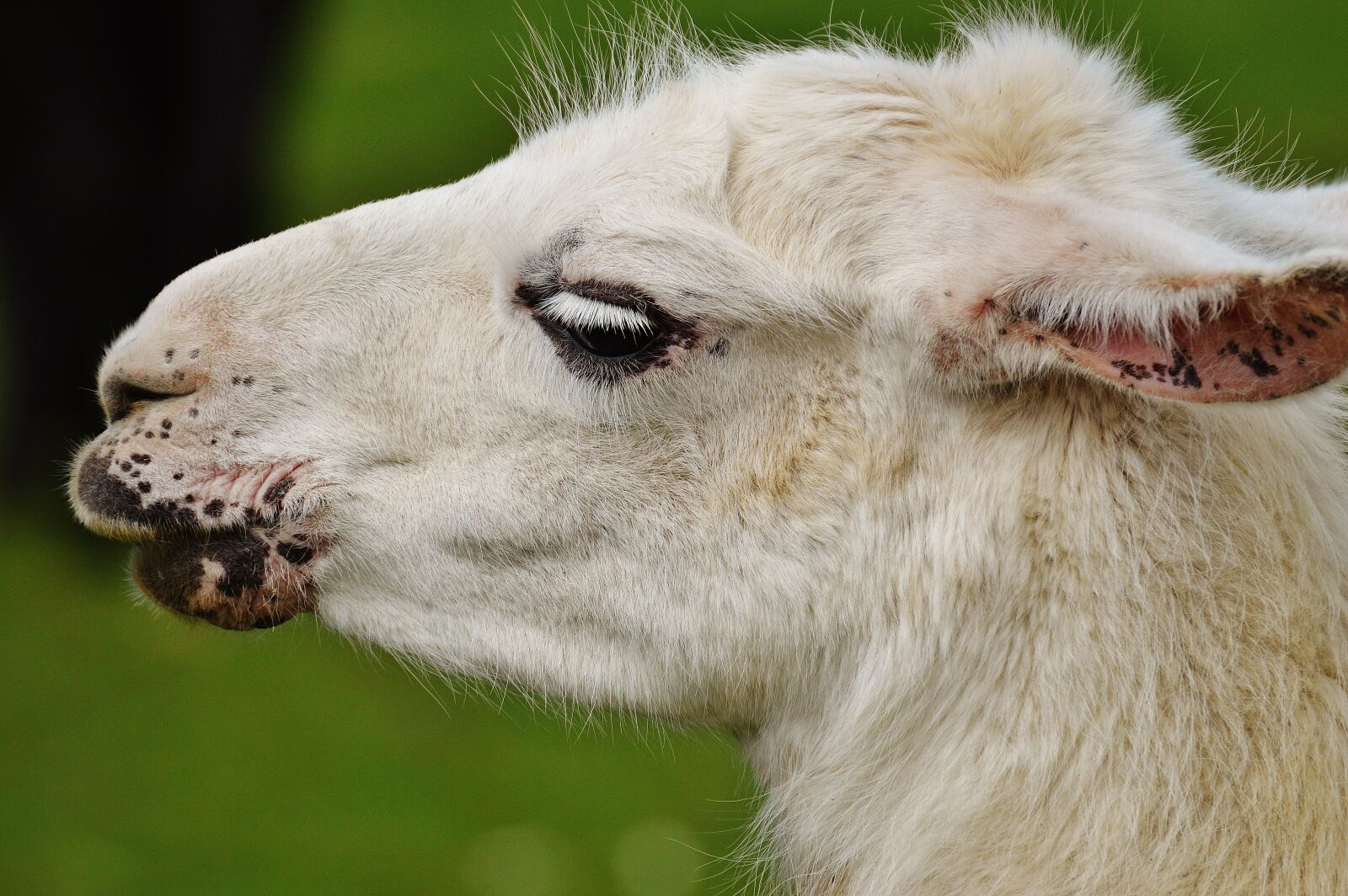 Nikon D3200 sample photo. Lama, white, animal photography