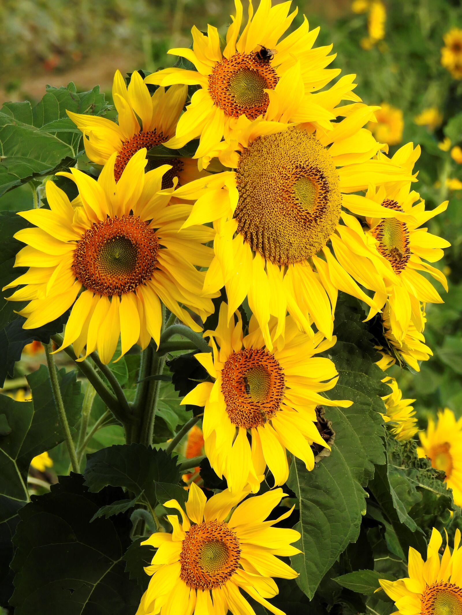 Nikon Coolpix P900 sample photo. Flower, sunflower, yellow photography
