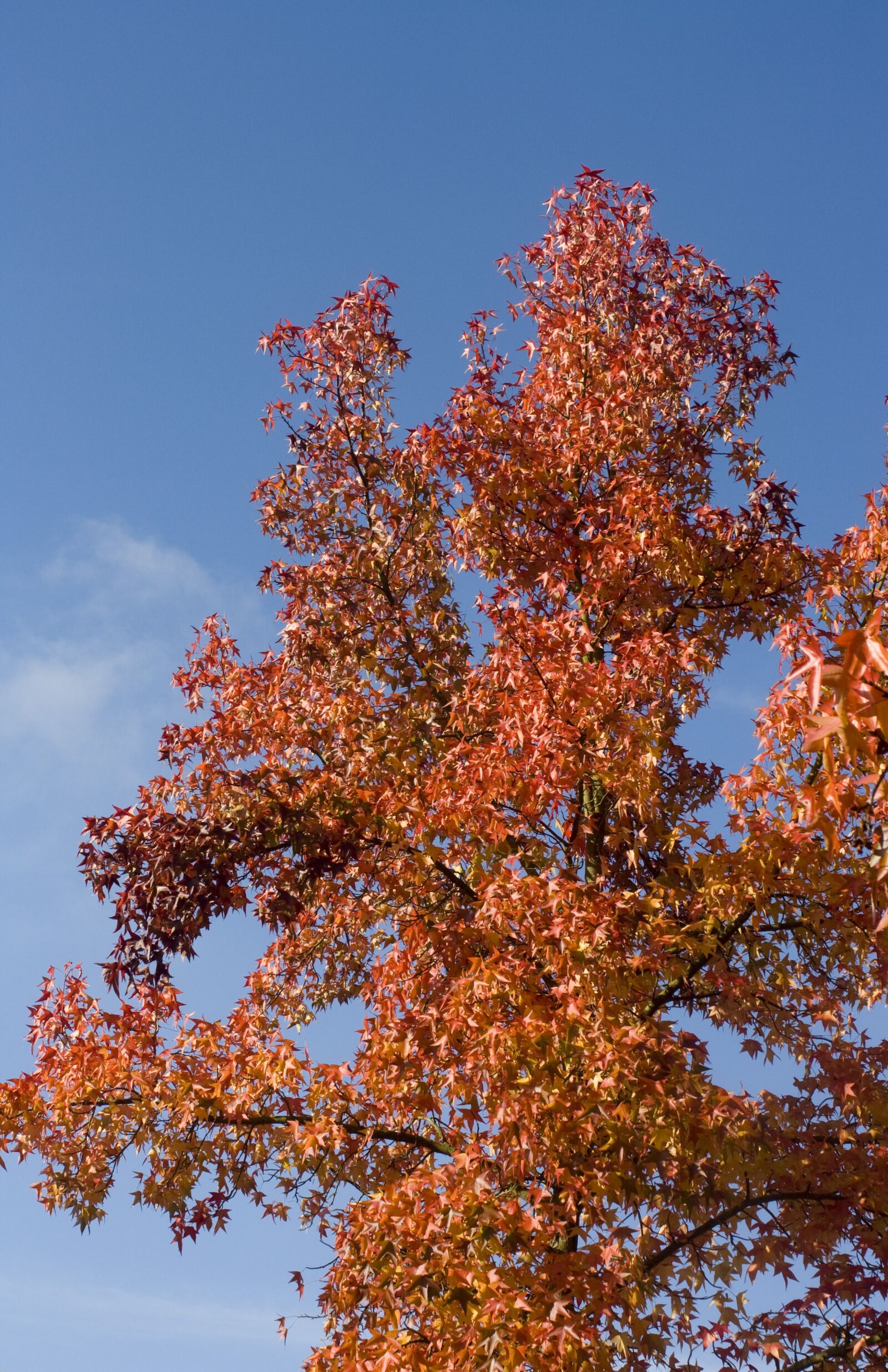 Canon EOS 1000D (EOS Digital Rebel XS / EOS Kiss F) sample photo. Crown, red, gold photography
