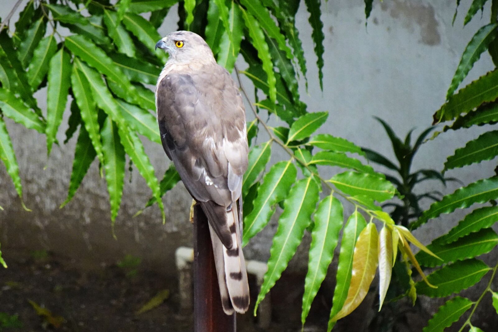 Sony DSC-WX800 sample photo. Bird, shikra, accipiter badius photography