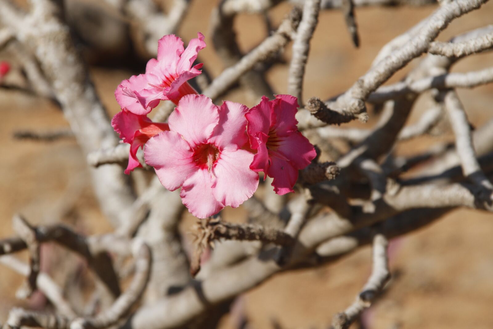 Canon EOS 7D sample photo. Desert rose, oman, plant photography