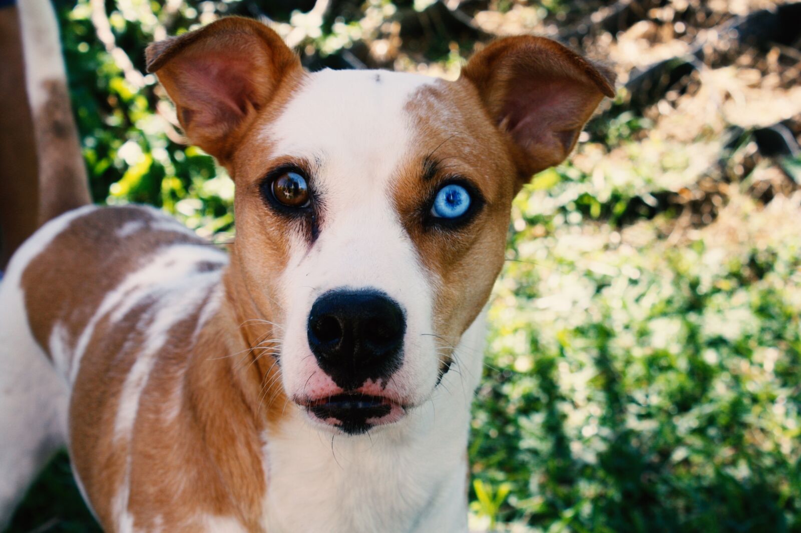 Canon EOS 450D (EOS Rebel XSi / EOS Kiss X2) sample photo. Dog, eyes, pet photography