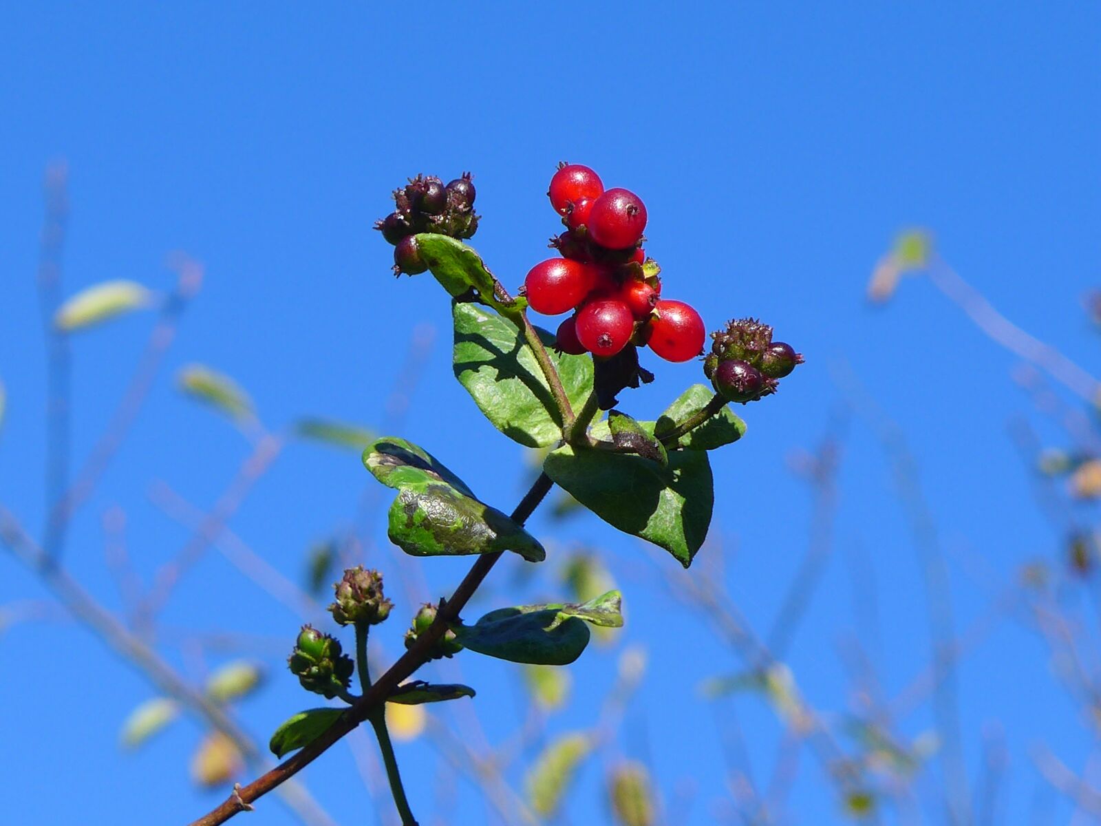 Panasonic Lumix DMC-LX7 sample photo. Berries, honeysuckle, plant photography