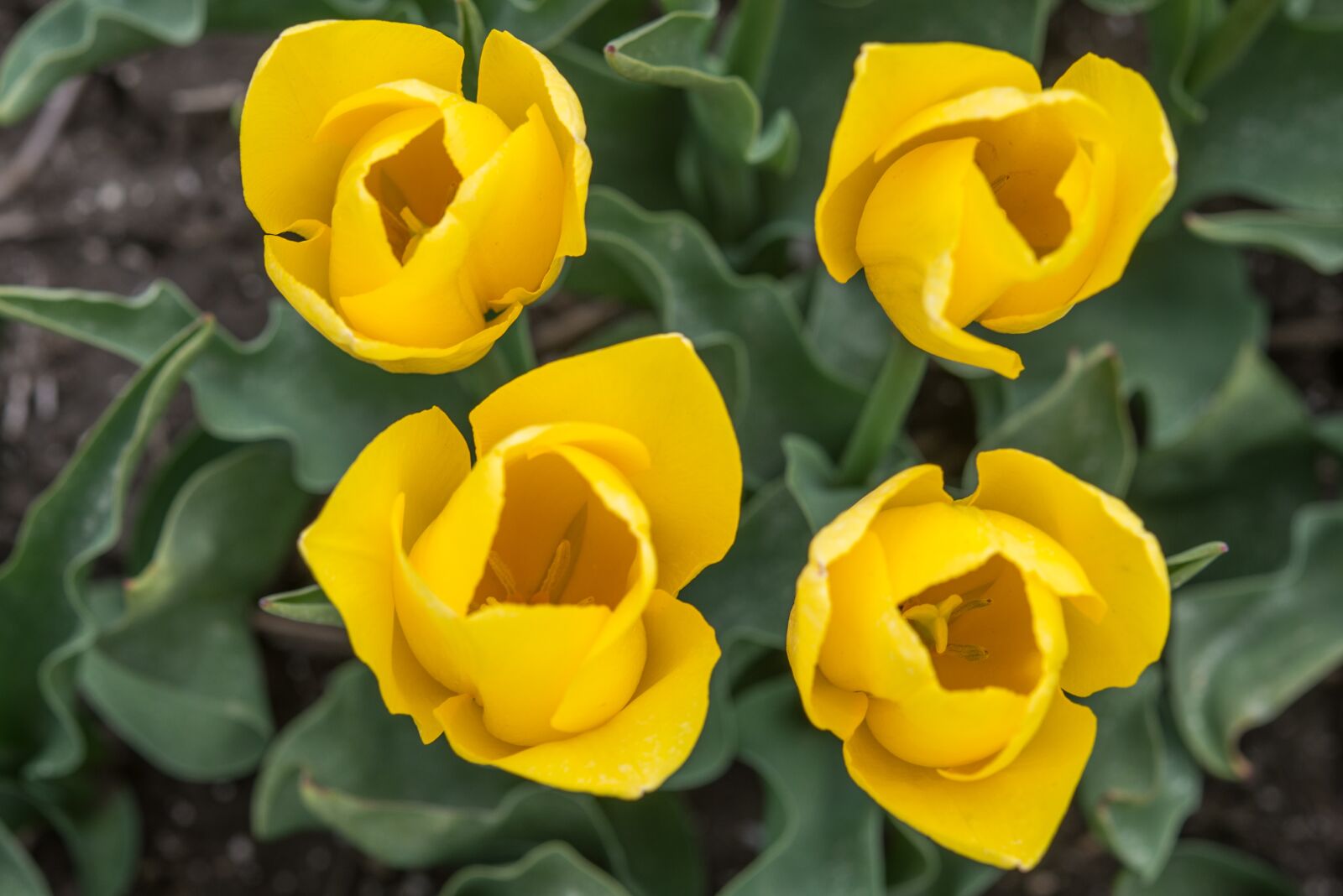 Nikon D600 sample photo. Yellow, tulips, fields photography