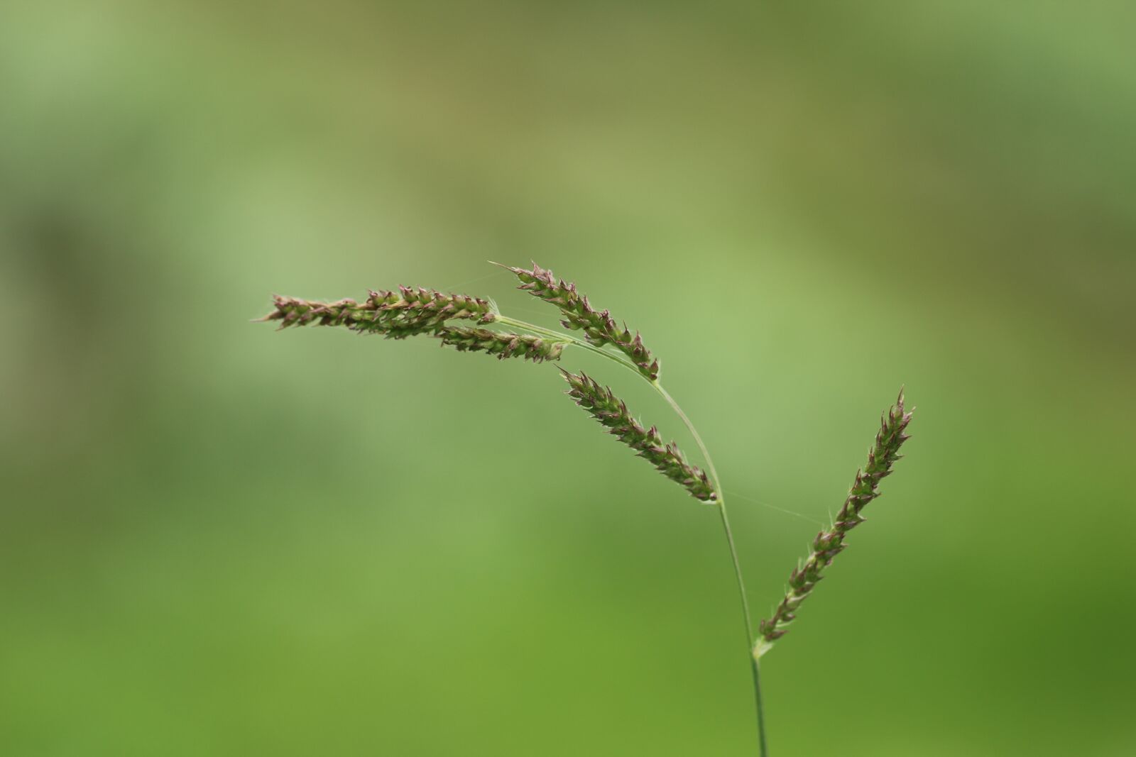 Canon EF 100mm F2.8L Macro IS USM sample photo. Nature, outdoors, grass photography