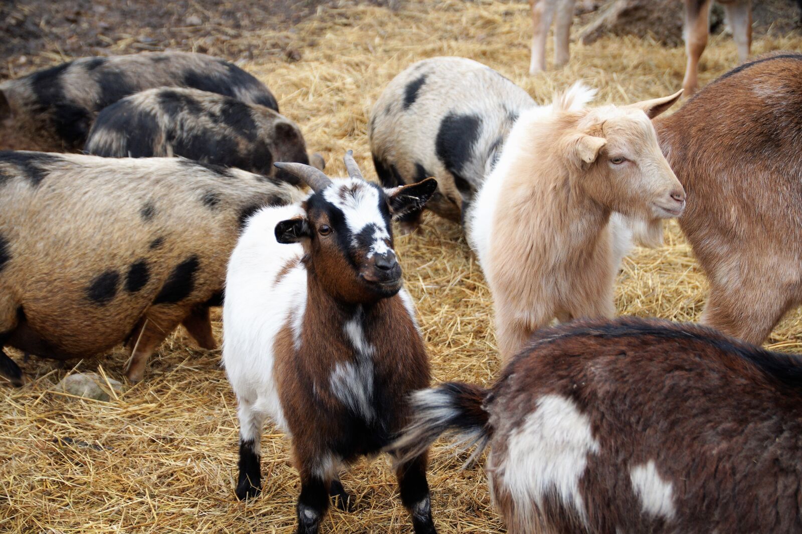 Sony SLT-A58 sample photo. Goats, economic, animal photography