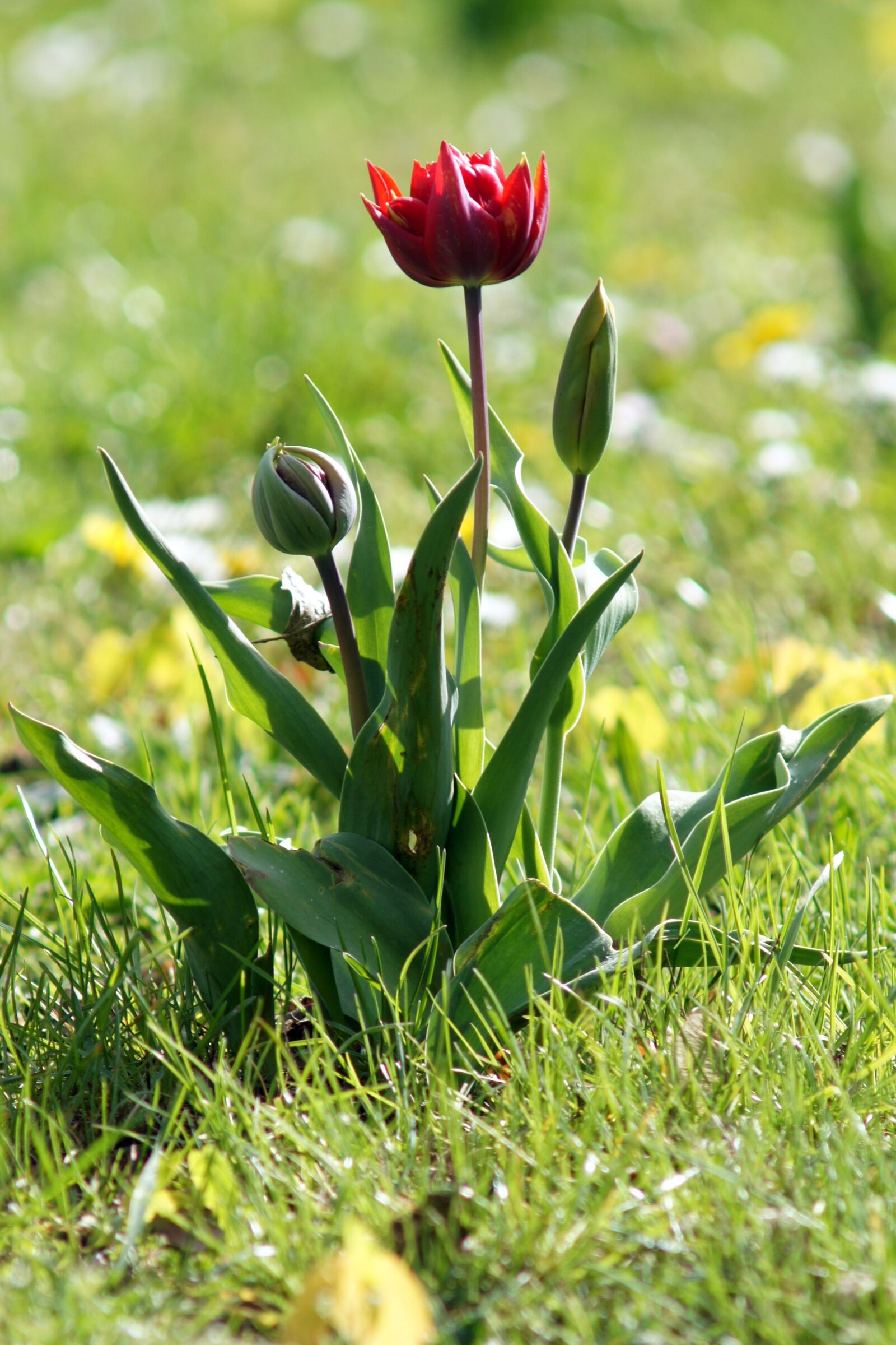 Sony Alpha DSLR-A450 sample photo. Nature, flowers, macro photography