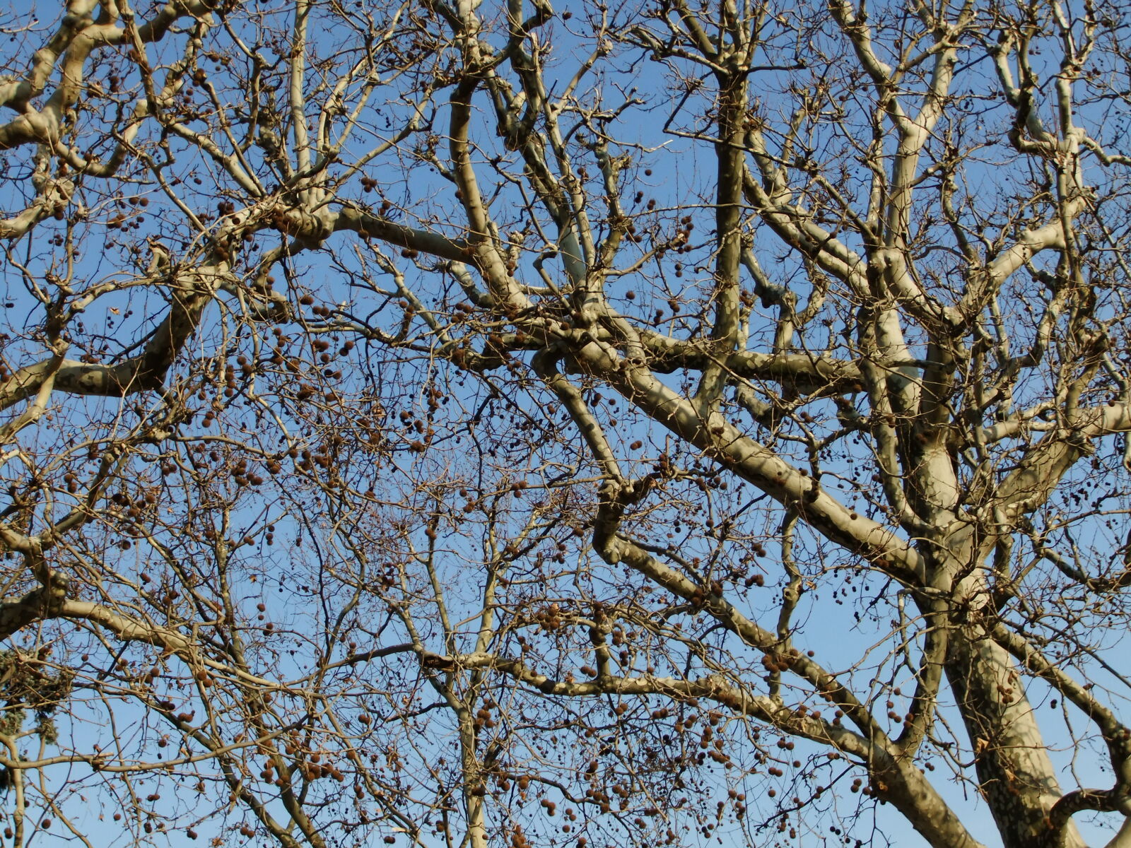 FujiFilm FinePix F70EXR (FinePix F75EXR) sample photo. Tree, branches photography