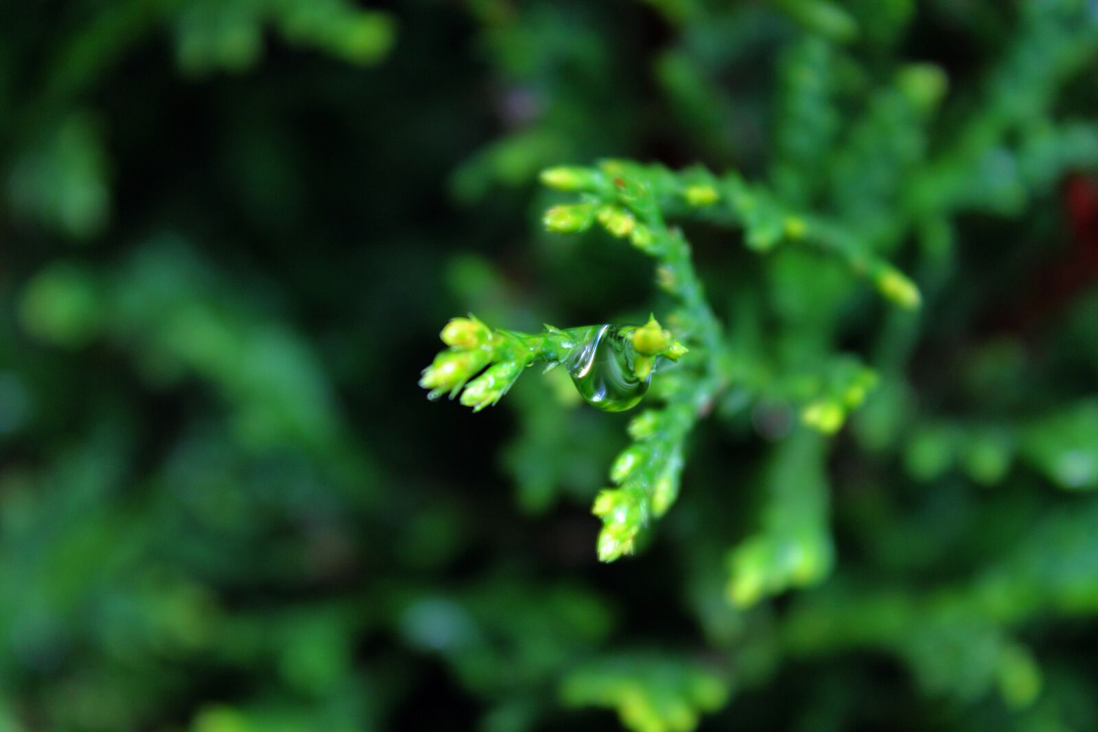 Canon EOS 1100D (EOS Rebel T3 / EOS Kiss X50) sample photo. Leaf, raindrop, nature photography