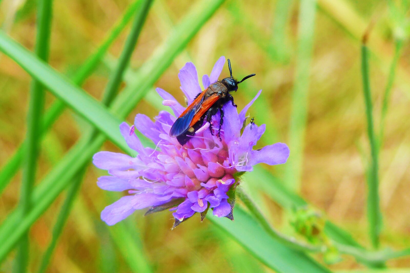 Panasonic Lumix DMC-FZ200 sample photo. Animals, insect, nature photography