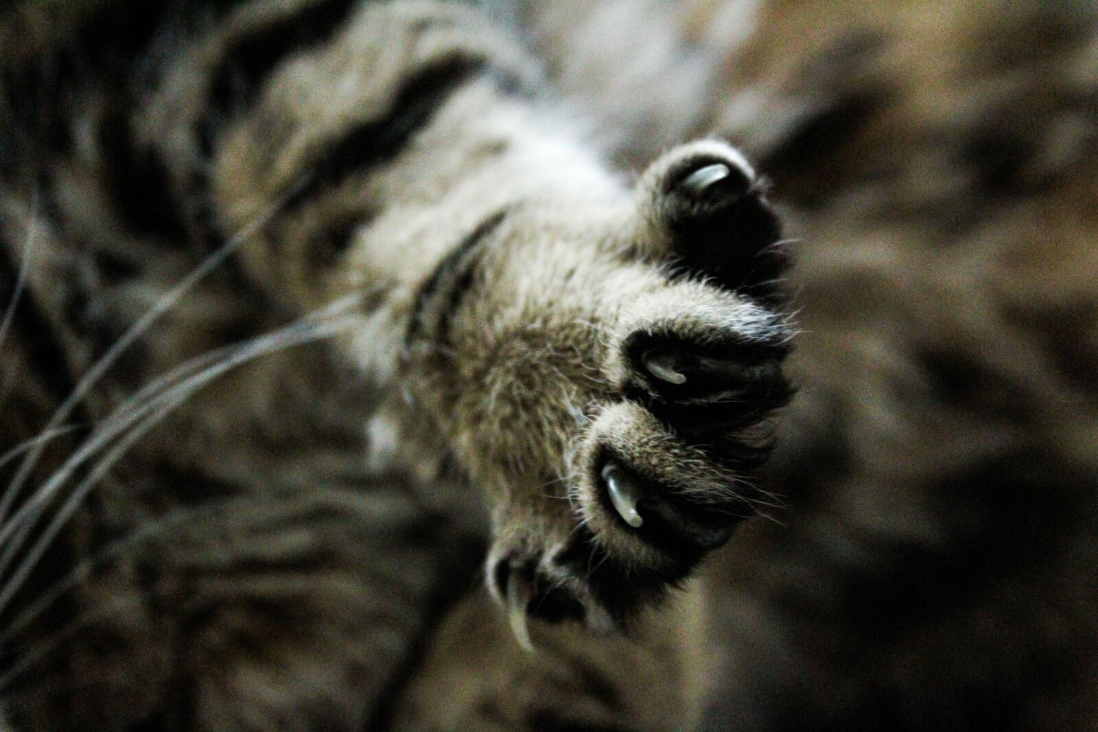 Canon EOS 1200D (EOS Rebel T5 / EOS Kiss X70 / EOS Hi) sample photo. Animal, brown, cats photography