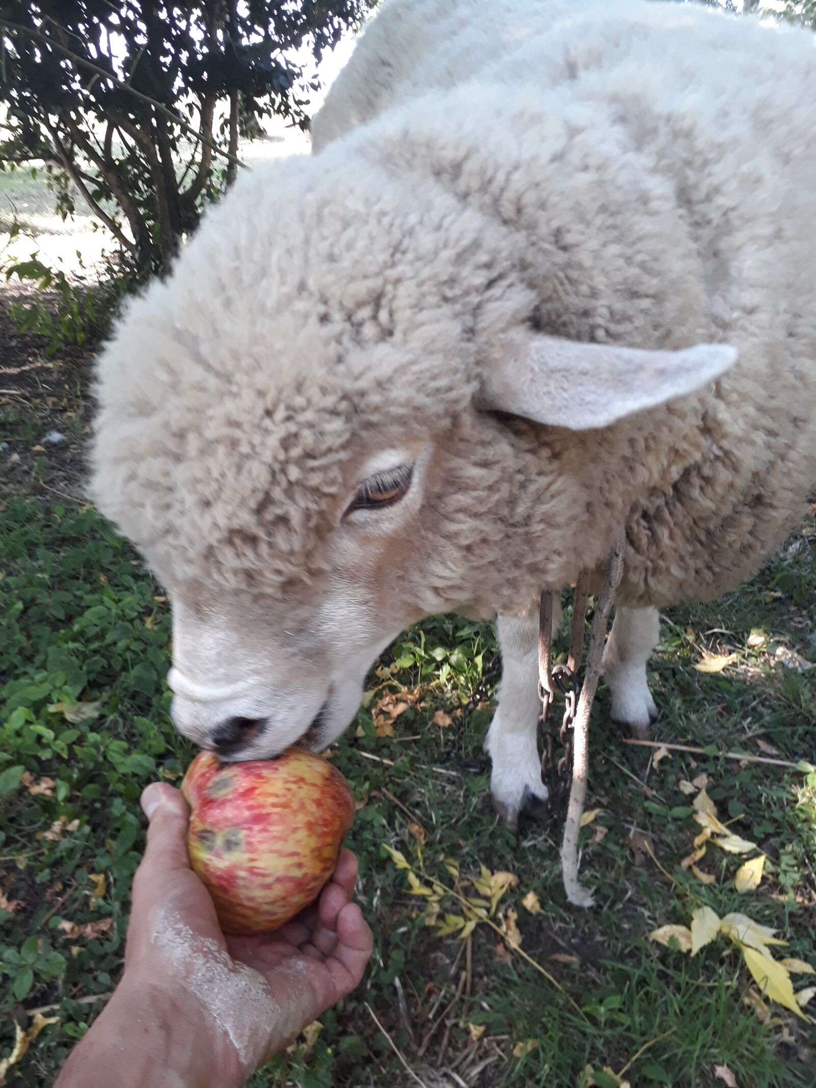 Samsung Galaxy J5 Prime sample photo. Oveja, lamb, eating apple photography