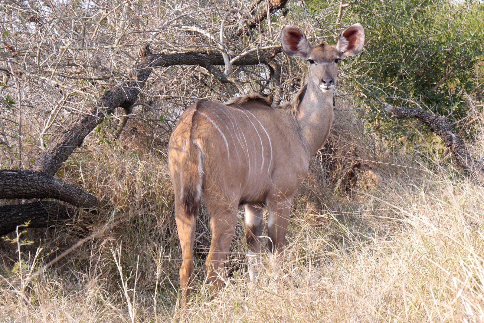 Panasonic Lumix DMC-GH3 sample photo. Khudu, antelope, safari photography