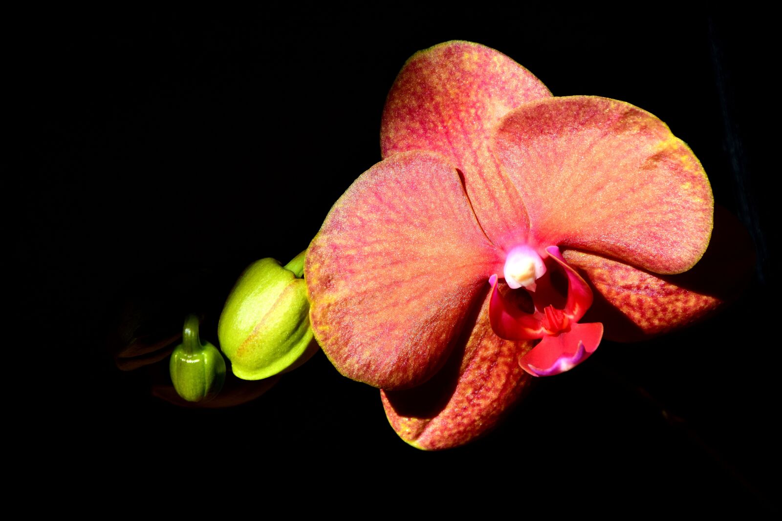 Nikon D3300 sample photo. Orchid, blossom, bloom photography